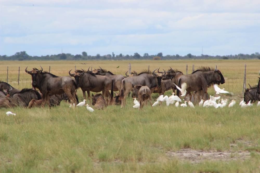 South Mobile Camp Hotel Nxai Pan National Park Exterior foto