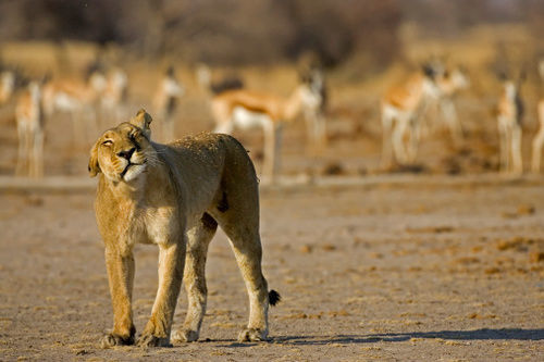 South Mobile Camp Hotel Nxai Pan National Park Exterior foto